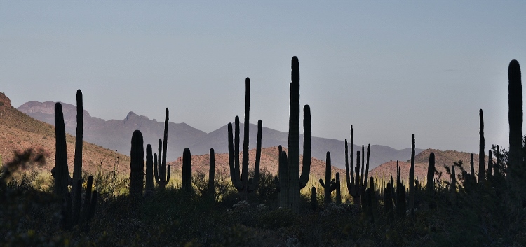 saguaro silhouette